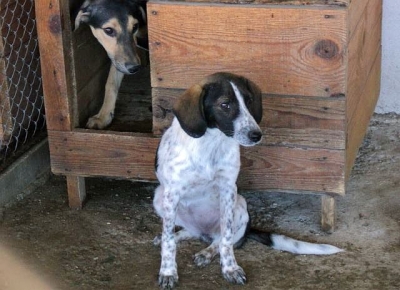Приют за кучета в Стара Загора