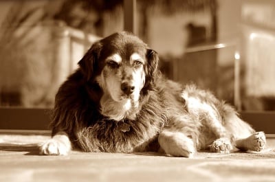 Най - честите проблеми при старите кучета