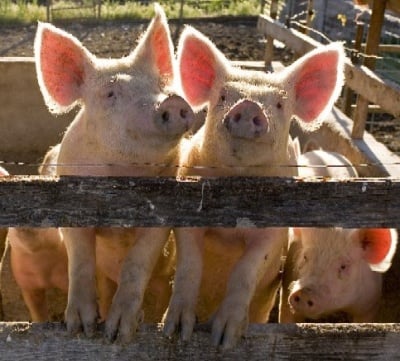 Профилактика на Паракератоза при свинете