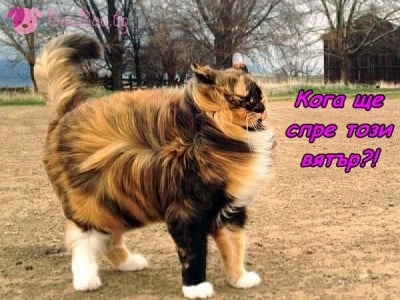 Прогнозата за времето: "Жълт код за ураганни ветрове!"