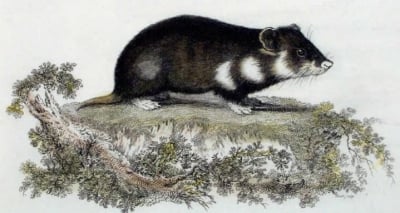 Произход и опитомяване на хамстера (златист)