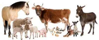 Влизат в сила промените в Наредба 26 за директните фермерски продажби