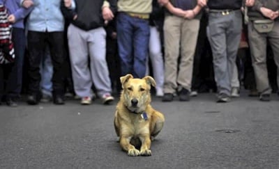 Протест срещу скандалните промени в Закона за защита на животните