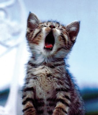 "Още ми се спинка"