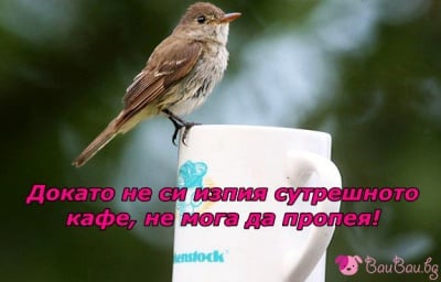 Птича песен за добро утро