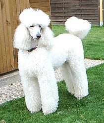 Poodle