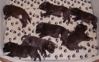 Всички деца по леглата-а-а