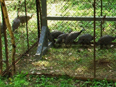 Пускат на свобода 6 токачки в парка на Старозагорските бани
