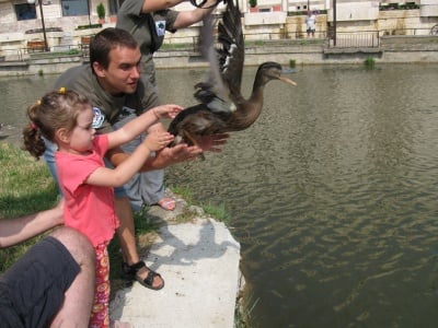 Пускат на свобода спасени лебеди и зеленоглави патици в езерото на Стара Загора