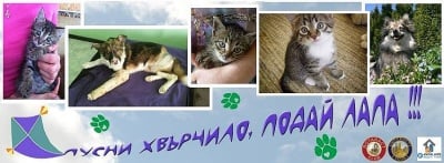 Благотворителна акция за бездомни животни „Пусни хвърчило, подай лапа“ ще се състои на 4 юли в Пловдив