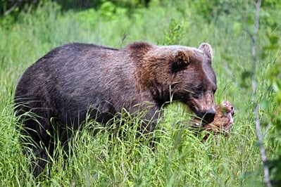Яде ли месо мечката