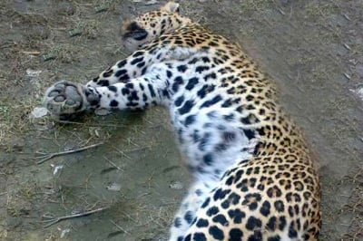 Ягуарът от ловешкия зоопарк бе застрелян с истински куршум, вместо с упойка