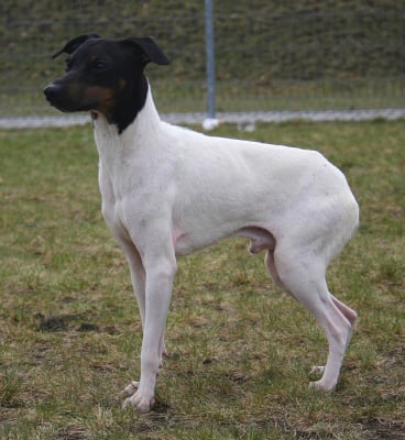 Японски териер