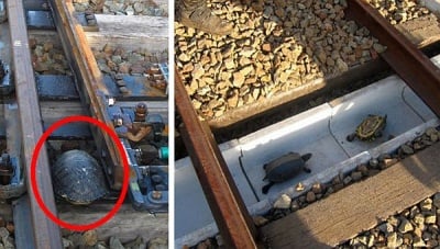 Японските железници правят специални тунели за костенурки