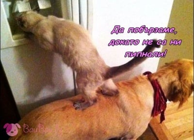 Работа в екип