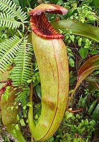 Растение Nepenthes