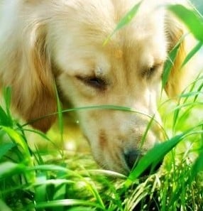 Растения, подобряващи апетита и храносмилането при животните