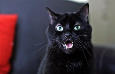 Разберете какво се опитва да ви каже вашата котка само по езика на тялото й