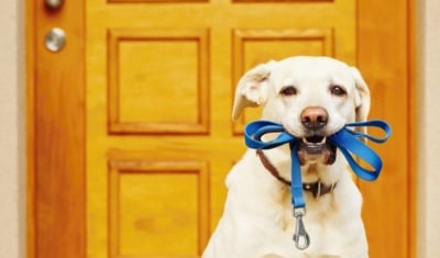 Как да направим по-пълноценни ежедневните разходки с кучето?