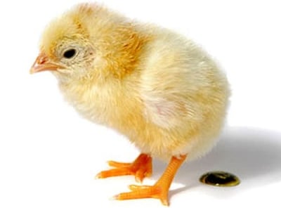 Разкрасяват ли кожата птичите изпражнения?