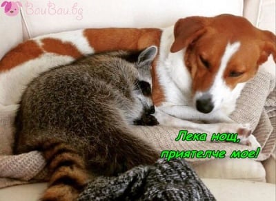 Различен по външност, приятел по сърце!