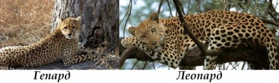 Разлика между гепард и леопард