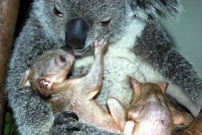 Размножаване на коалата