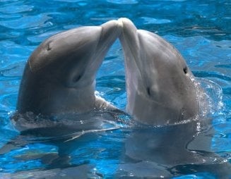 Размножаване при делфините