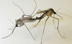 Размножаване при комарите