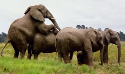 Размножаване при слона
