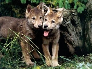 Размножаване при вълците