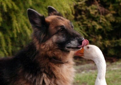 Рекс целува Джералдин