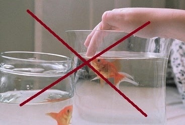 Рибките не се пипат с ръка