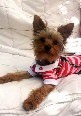 Стил, класа и още нещо ... пакости