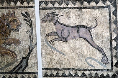 Римска мозайка, показваща голямо куче