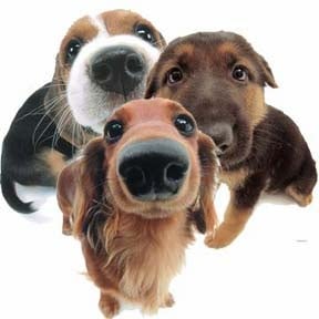 Ринит при кучето