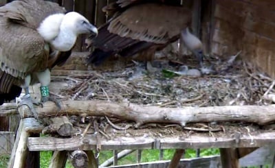 Първото бебе лешояд в спасителен център "Зелени балкани" вече се радва на живота