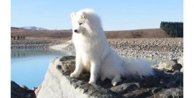 Рокси - застреляна на плаж във Варна