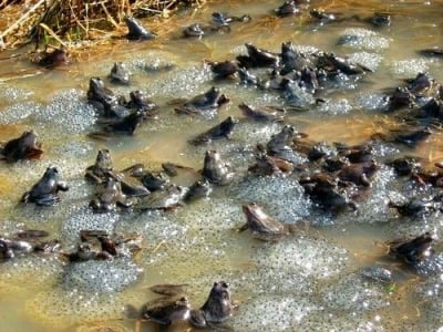 Жаби в размножителен период