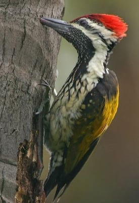 С каква скорост кълве Кълвача?