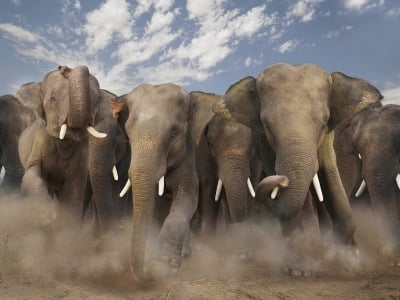 С каква скорост се движи слона?