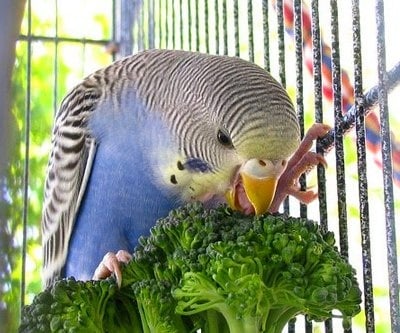 С какво се храни вълнист папагал