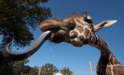 С какво си чисти ушите жирафа?