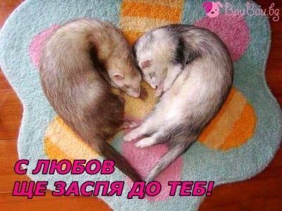 "С любов ще заспя до теб!"