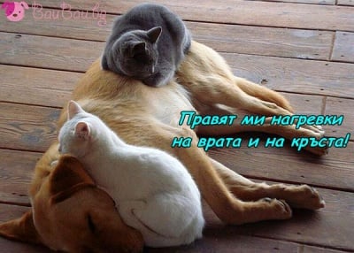 С такива лечители се спи най - приятно!