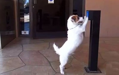 С такова невероятно куче домакинската работа се превръща в песен