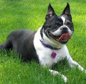 Сърдечна слабост при кучето