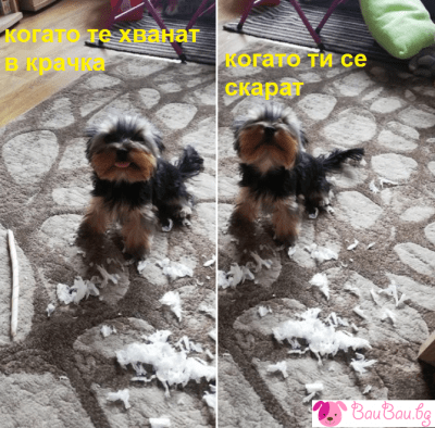 Когато те хванат в крачка