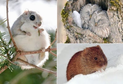 Седемте сладки и очарователни обитатели на остров Хокайдо