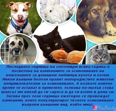 Седмица за осиновяване на нежеланите животни
